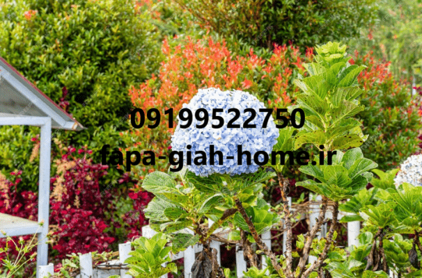 انواع گل و گیاه زینتی روف گاردن