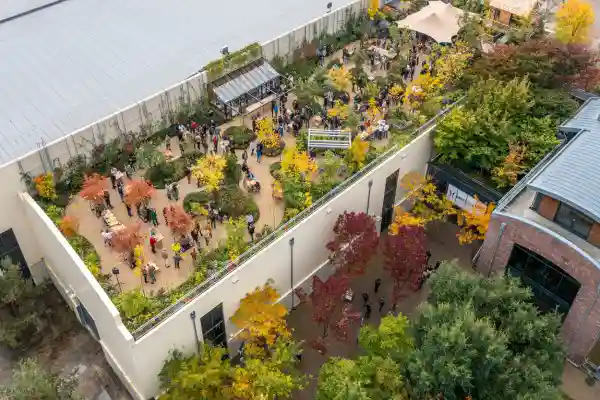 بام سبز پشت بام