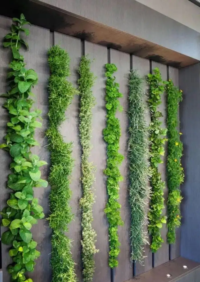 گرین وال ریسه ای