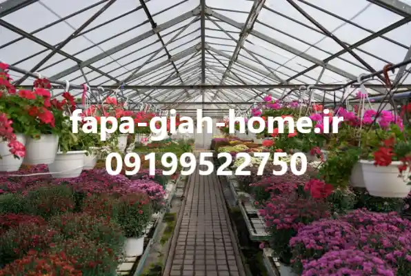 خرید عمده گل و گیاه زینتی