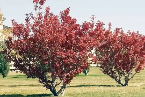 افرا شیردار با برگ‌های زیبای قرمز و نارنجی