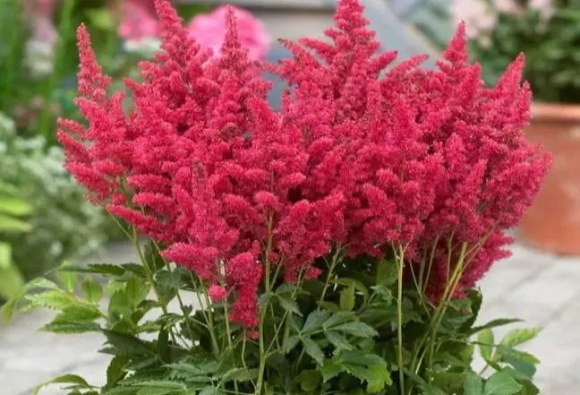 فنال آستیلبه با گلهای قرمز درخشان در فضای سبز روف گاردن