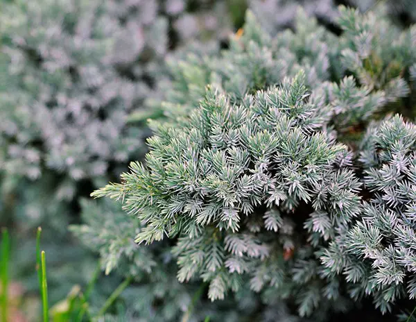 درختچه ستاره آبی با برگهای نقرهای در فضای مدرن روف گاردن