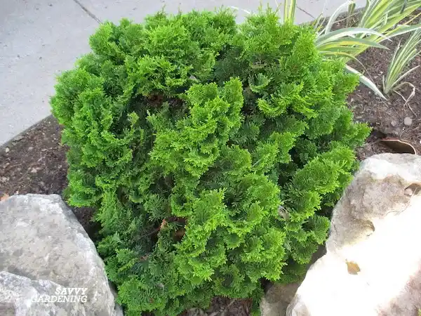 سرو کوتوله هینوکی با فرم فشرده در طراحی روف گاردن