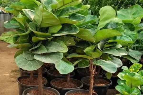 درختچه فیکوس لیراتا با برگهای بزرگ و سبز براق در فضای داخلی