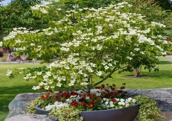 درختچه زینتی کوسا داگوود با گلهای سفید مایل به صورتی در روف گاردن