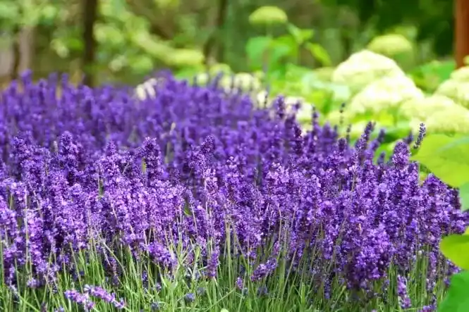 بوته اسطوخودوس با گلهای بنفش در فضای روف گاردن