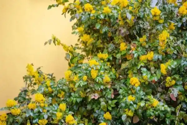 درختچه ماهونیا با برگهای سبز براق و گلهای زرد درخشان در فضای سبز حیاط