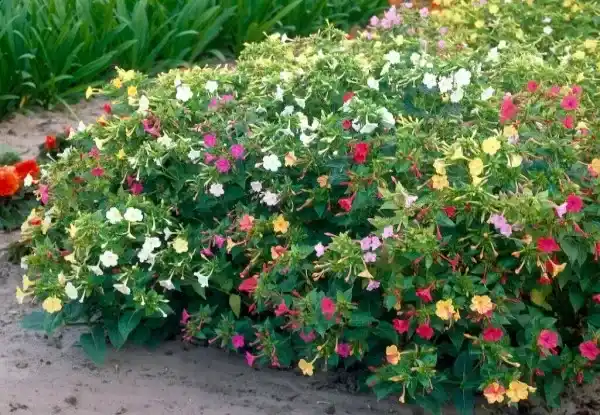 لاله عباسی با گل‌های رنگارنگ و بازشونده عصرها