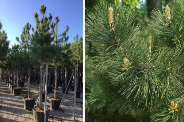 کاج سیاه مقاوم و همیشه‌سبز