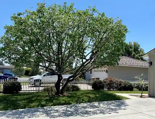 درخت های گلدار ویلا