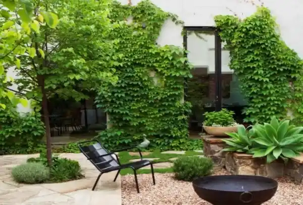 گیاه رونده سبز که دیوار یک روف گاردن را پوشانده است