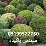 گیاهان روف گاردم