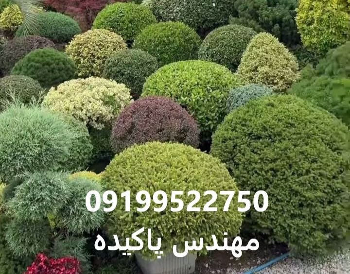 گیاهان روف گاردم